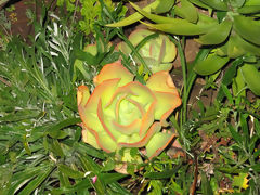 Flor de cactus, Pisac