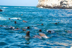 Loups marins aux les Palomino, Callao