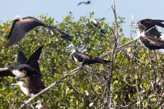 Frgate dans les mangroves de Tumbes