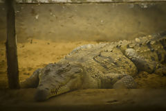 Crocodile de Tumbes