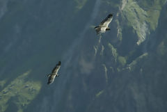 Condors dans le Canyon du Colca