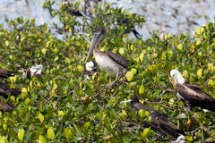 Oiseaux dans les mangroves de Tumbes