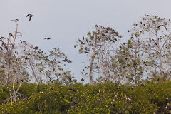 Oiseaux dans les mangroves de Tumbes