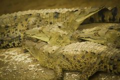 Crocodiles de Tumbes