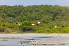 Flamants roses dans les mangroves de Tumbes