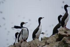 Cormorans  la Rserve Nationale de Paracas