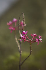 Orchide  Choquequirao