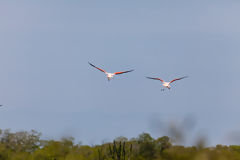 Flamants roses dans les mangroves de Tumbes