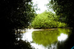 Mangroves de Puerto Pizarro