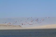 Flamands roses, Paracas