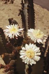 Fleurs sur cactus