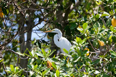 Grande aigrette dans les Mangroves de Tumbes