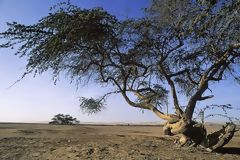 Arbre d'algarrobo