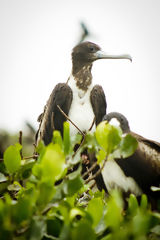 Mangroves de Puerto Pizarro