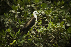 Mangroves de Puerto Pizarro