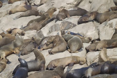 Loups de mer sur l'le d'Asia