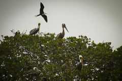 Mangroves de Puerto Pizarro