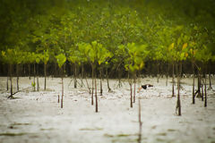 Mangroves de Puerto Pizarro