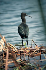 Ibis de la puna ou yanavico