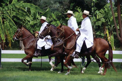 Chevaux de Paso  Motupe