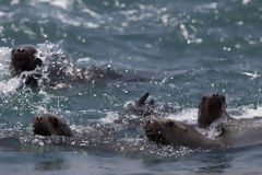 Loups de mer sur l'le d'Asia