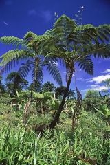 Fougre arborescente