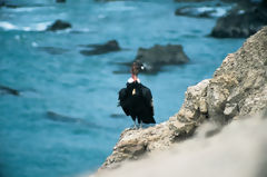 Condor andin dans la baie de San Fernando