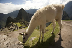 Citadelle de Machu Picchu