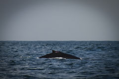 Observation des baleines