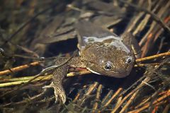 Grenouille du lac Junn