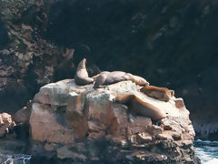 Iles Ballestas, Paracas