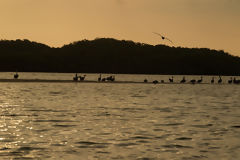 Mangroves de Tumbes