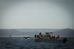 Observation des baleines