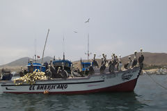 Bateaux de pcheurs au balnaire de Pucusana