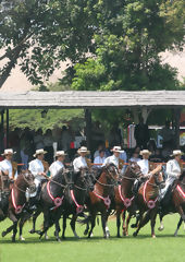 Prsentation de chevaux de Paso