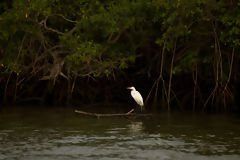 Grande aigrette dans les Mangroves de Tumbes