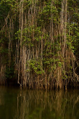 Mangroves de Tumbes