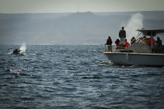 Observation des baleines