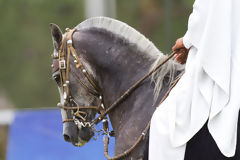 Chevaux de Paso pruviens