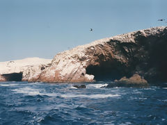 Iles Ballestas, Paracas