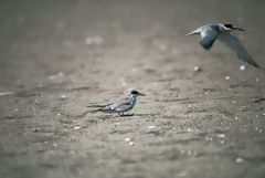 Sternes pruviennes, Paracas