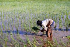 Culture du riz