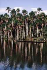 Lac Sandoval, Manu