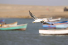 Goland  la plage Lagunillas