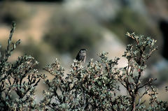 Cotinga  joue blanche