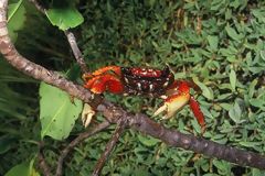 Crabe du Sanctuaire National des Mangroves