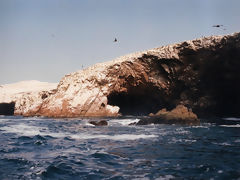 Iles Ballestas, Paracas