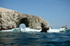 Iles Ballestas, Paracas