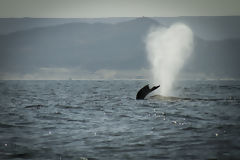 Observation des baleines