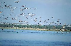 Flamands roses survolant la lagune La Nia